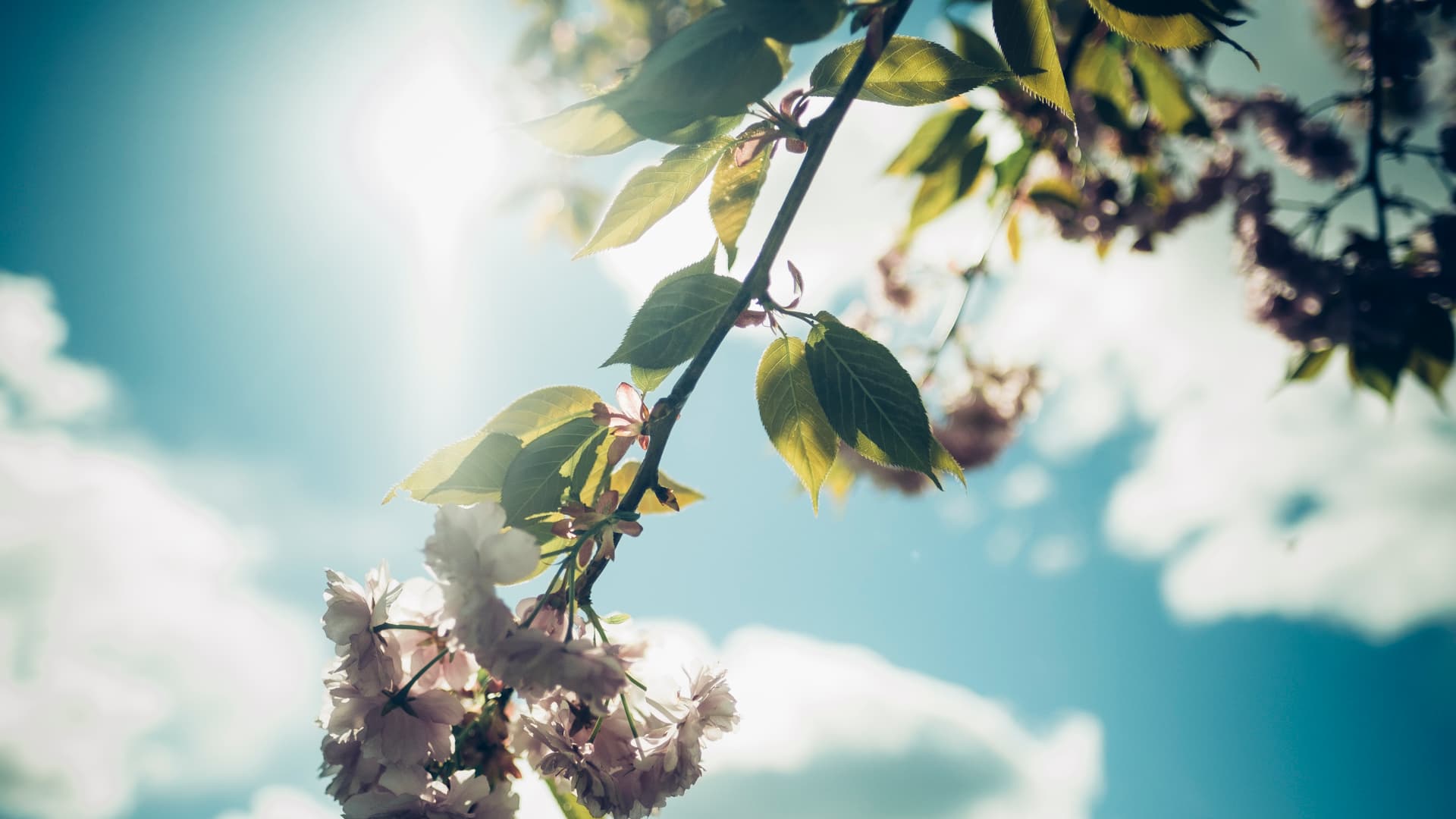 Et nærbilde av en blomstrende tregren med grønne blader og lyserosa blomster, mot en solfylt himmel med spredte skyer.